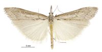 Orocrambus sophistes (male). Crambidae: Crambinae. Endemic