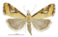 Glaucocharis lepidella (female). Crambidae: Crambinae. Endemic