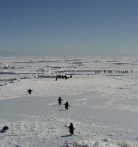 Adelies walking on sea ice. Image - Kerry Barton