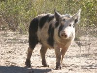 Wild pig