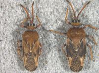 <em>Leptophya hospita</em> male (L) and female (R).