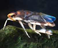 Aphelocheirid bug