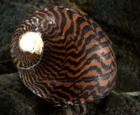 Neritid (species 1 dorsal) mollusc