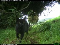 A feral cat photographed by a motion-triggered camera in Hawke’s Bay farmland.
