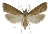Clepsicosma sp. 'Titirangi' (female). Crambidae: Schoenobiinae. Endemic