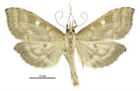 Mnesictena marmarina (male). Crambidae: Spilomelinae. Endemic