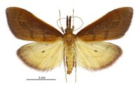 Mnesictena daiclesalis (female). Crambidae: Spilomelinae. Endemic