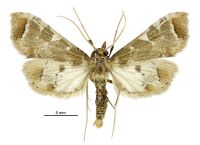 Leucinodes cordalis (male). Crambidae: Spilomelinae. Native