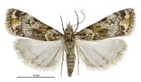 Eudonia minualis (female). Crambidae: Scopariinae. Endemic