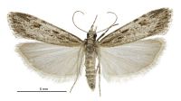 Scoparia chalicodes (female). Crambidae: Scopariinae. Endemic