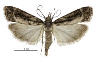 Eudonia illota (female). Crambidae: Scopariinae. Endemic