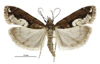 Eudonia hemiplaca (female). Crambidae: Scopariinae. Endemic