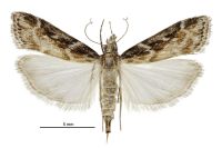 Scoparia s.l. molifera (female). Crambidae: Scopariinae. Endemic