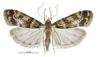 Eudonia thyridias (female). Crambidae: Scopariinae. Endemic