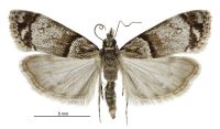 Eudonia choristis (male). Crambidae: Scopariinae. Endemic