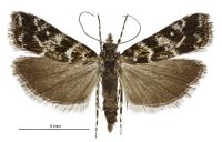 Eudonia critica (male). Crambidae: Scopariinae. Endemic