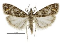 Eudonia minualis (male). Crambidae: Scopariinae. Endemic