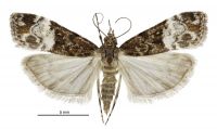Scoparia s.l. minusculalis (female). Crambidae: Scopariinae. Endemic