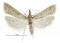 Antiscopa elaphra (female). Crambidae: Scopariinae. Endemic