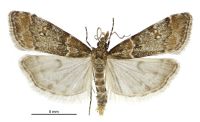Antiscopa acompa (male). Crambidae: Scopariinae. Endemic