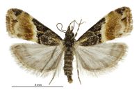 Eudonia chlamydota (female). Crambidae: Scopariinae. Endemic