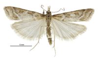 Scoparia s.l. turneri (male). Crambidae: Scopariinae. Endemic