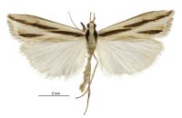 Scoparia s.l. claranota (male). Crambidae: Scopariinae. Endemic