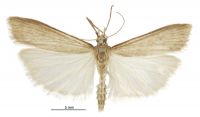 Scoparia augastis (male). Crambidae: Scopariinae. Endemic