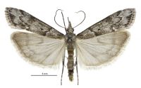 Eudonia psammitis (male). Crambidae: Scopariinae. Endemic