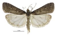 Eudonia parca (male). Crambidae: Scopariinae. Endemic