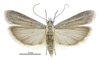 Homoeosoma anaspila (female). Pyralidae: Phycitinae. Endemic