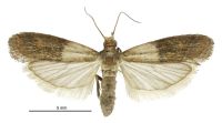 Plodia interpunctella (female). Pyralidae: Phycitinae. Adventive