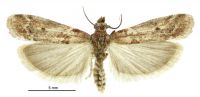 Vinicia sp. A (male). Pyralidae: Phycitinae. Endemic (?)