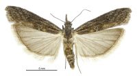 Crocydopora cinigerella (female). Pyralidae: Phycitinae. Native (?)