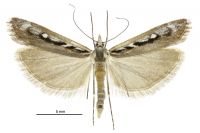 Kupea electilis (male). Crambidae: Crambinae. Endemic