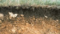 FIGURE1 Soil carbon accumulates in topsoils.