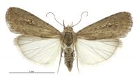 Athetis tenuis (female). Noctuidae: Noctuinae. 