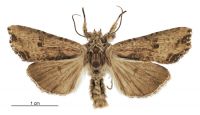 Meterana coeleno (male). Noctuidae: Noctuinae. 