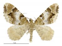 Asaphodes obarata (male). Geometridae: Larentiinae. 