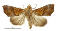 Anomis flava (male). Erebidae: Scoliopteryginae. Irregular migrant to New Zealand