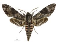 Agrius convolvuli (male). Sphingidae: Sphinginae. 