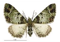 Pasiphila urticae (female). Geometridae: Larentiinae. 
