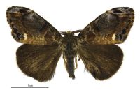 Orgyia thyellina (male). Erebidae: Lymantriinae. Introduced, eradicated