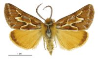 Declana glacialis (male). Geometridae: Ennominae. 