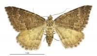 Asaphodes ida (female). Geometridae: Larentiinae. 