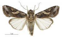 Spodoptera litura (male). Noctuidae: Noctuinae. 