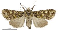 Graphania tetrachroa (female). Noctuidae: Noctuinae. 