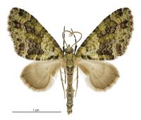 Tatosoma alta (male). Geometridae: Larentiinae. 