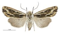 Graphania oliveri (female). Noctuidae: Noctuinae. 