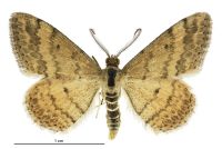 Scopula rubraria (male). Geometridae: Sterrhinae. 